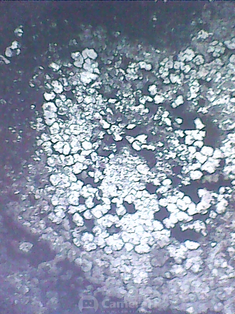 CIL1.jpg