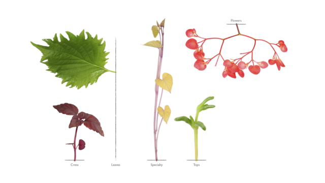 assortment-categories-v2